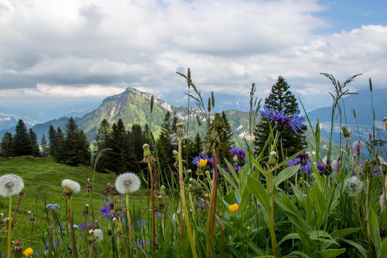 Rigi-Burggeist Alpine Guesthouse Gersau Exterior photo